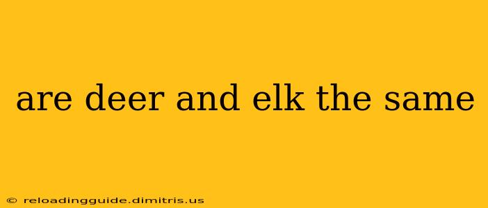 are deer and elk the same