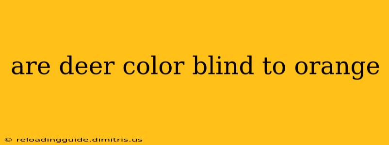 are deer color blind to orange