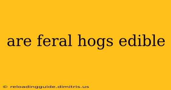 are feral hogs edible