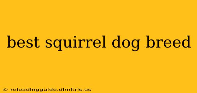 best squirrel dog breed