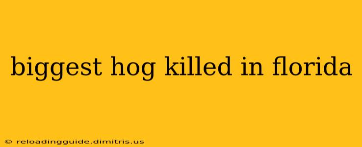 biggest hog killed in florida