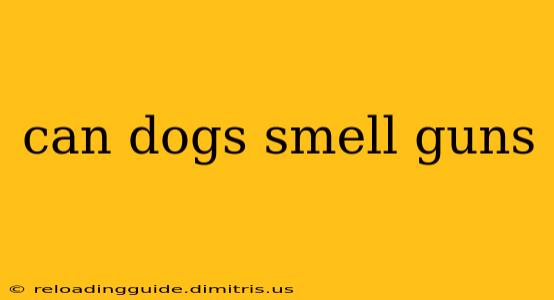 can dogs smell guns