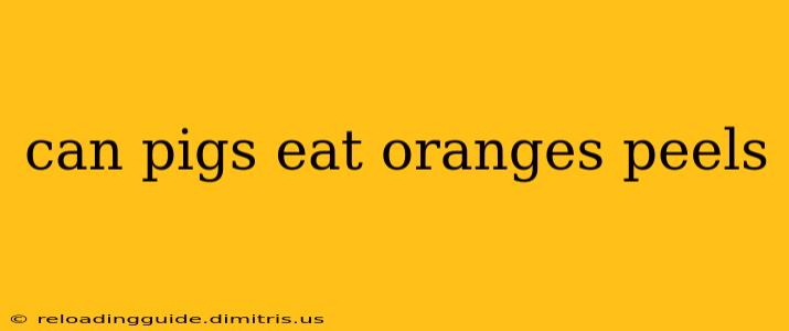 can pigs eat oranges peels