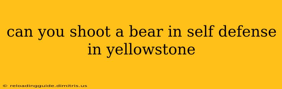 can you shoot a bear in self defense in yellowstone