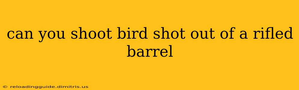 can you shoot bird shot out of a rifled barrel