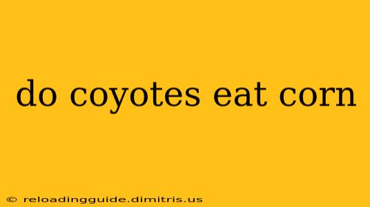 do coyotes eat corn