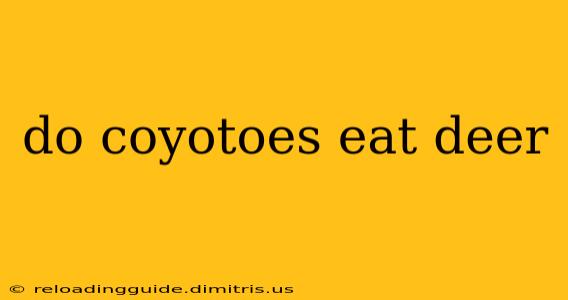 do coyotoes eat deer