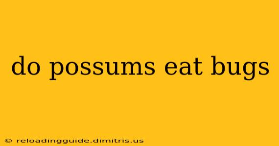 do possums eat bugs