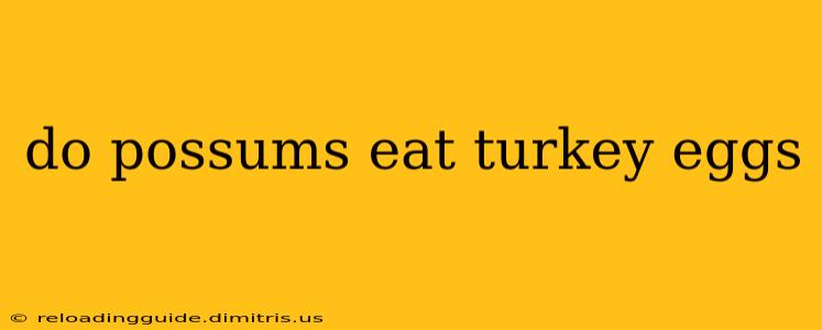 do possums eat turkey eggs