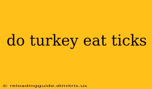 do turkey eat ticks