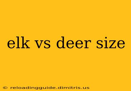 elk vs deer size