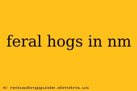 feral hogs in nm