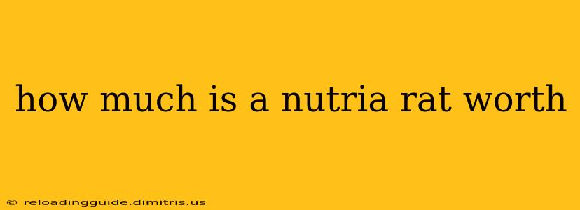 how much is a nutria rat worth