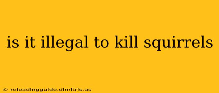 is it illegal to kill squirrels