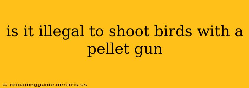 is it illegal to shoot birds with a pellet gun