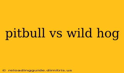 pitbull vs wild hog