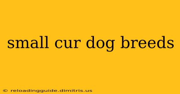 small cur dog breeds