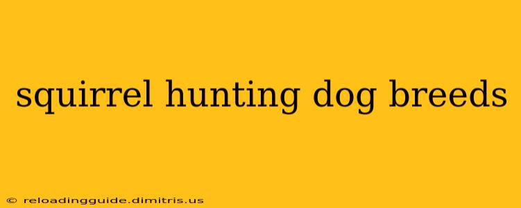 squirrel hunting dog breeds