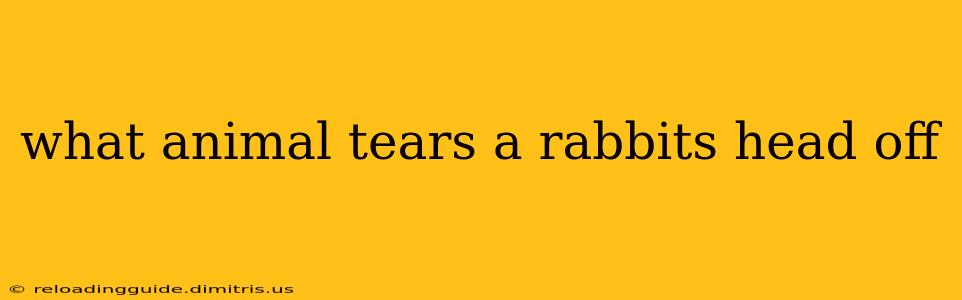 what animal tears a rabbits head off