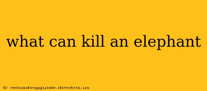 what can kill an elephant