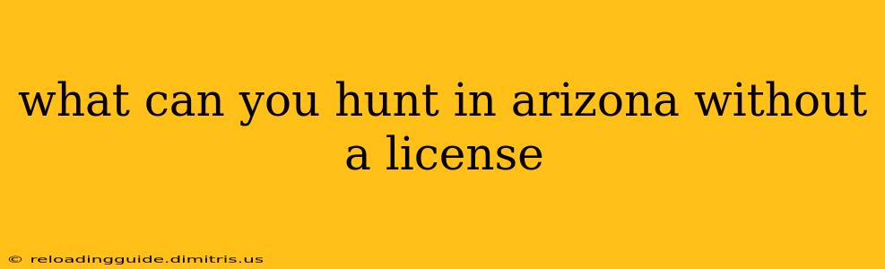 what can you hunt in arizona without a license