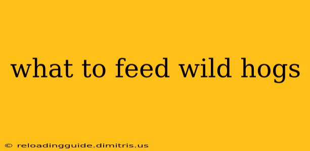 what to feed wild hogs