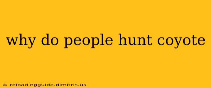 why do people hunt coyote