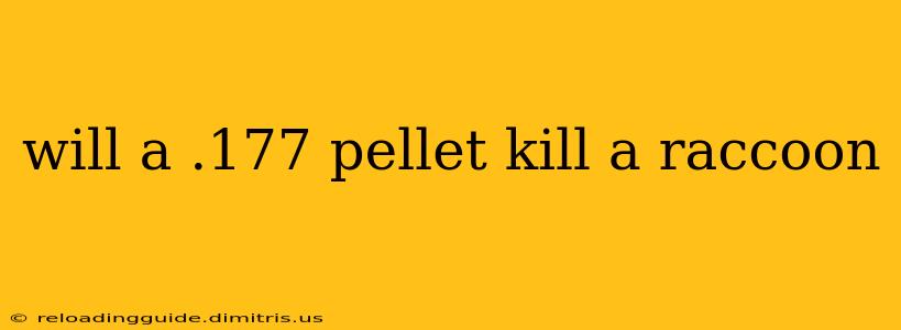 will a .177 pellet kill a raccoon