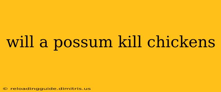 will a possum kill chickens